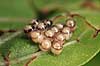 Insekt�g. Insekt �g p� blad     insekter formering, reproduktion