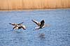 Gr�g�s. Gr�g�s flyver over Utterslev Mose Anser anser Utterslev Mose   fugle Egentlige andefugle, Anatidae, Anseriformes, g�s, g�s, gr�g�s, flyvning, fugleflugt