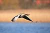 Gr�g�s. Gr�g�s flyver over Utterslev Mose Anser anser Utterslev Mose   fugle Egentlige andefugle, Anatidae, Anseriformes, g�s, g�s, gr�g�s, flyvning, fugleflugt