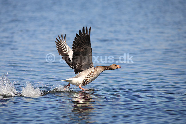 Gr�g�s. Gr�g�s l�ber p� vandet f�r den letter; Anser anser; Utterslev Mose; ; ; fugle; Egentlige andefugle, Anatidae, Anseriformes, g�s, g�s, gr�g�s, flyvning, fugleflugt
