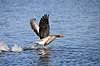 Gr�g�s. Gr�g�s l�ber p� vandet f�r den letter Anser anser Utterslev Mose   fugle Egentlige andefugle, Anatidae, Anseriformes, g�s, g�s, gr�g�s, flyvning, fugleflugt