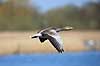 Gr�g�s. Gr�g�s flyver over Utterslev Mose Anser anser Utterslev Mose   fugle Egentlige andefugle, Anatidae, Anseriformes, g�s, g�s, gr�g�s, flyvning, fugleflugt