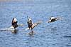 Gr�g�s. Gr�g�s lander p� vandet Anser anser Utterslev Mose   fugle Egentlige andefugle, Anatidae, Anseriformes, g�s, g�s, gr�g�s, flyvning, fugleflugt
