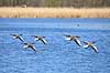 Gr�g�s. Gr�g�s l�gger an til landing p� vandet Anser anser Utterslev Mose   fugle Egentlige andefugle, Anatidae, Anseriformes, g�s, g�s, gr�g�s, flyvning, fugleflugt