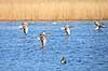 Gr�g�s. Gr�g�s l�gger an til landing p� vandet Anser anser Utterslev Mose   fugle Egentlige andefugle, Anatidae, Anseriformes, g�s, g�s, gr�g�s, flyvning, fugleflugt