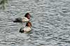 Taffeland. Taffel�nder i Damhuss�en Aythya ferina Damhuss�en / Sj�lland   fugle Andefugle, Anatidae, Anseriformes, taffel�nder