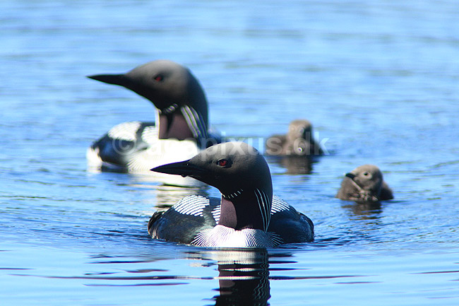 Lom. Sortstrubet lom par med unger p� vandet; Gavia arctica; H�kens�s; Sverige; ; fugle; Lommer, Gaviidae, Gaviiformes