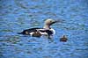 Lom. Sortstrubet lom par med unger p� vandet Gavia arctica H�kens�s Sverige  fugle Lommer, Gaviidae, Gaviiformes