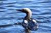 Lom. Sortstrubet lom i overfladen efter et dyk efter fisk Gavia arctica H�kens�s Sverige  fugle Lommer, Gaviidae, Gaviiformes