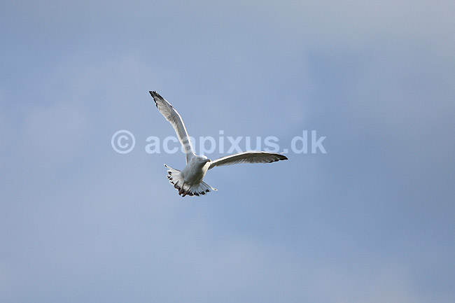 Kaspisk M�ge. Kaspisk M�ge flyver over Damhuss�en; Larus cachinnans; ; ; ; fugle; M�gefugle, Laridae, Charadriiformes, flyvning, fugleflugt, vingeslag