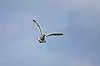 Kaspisk M�ge. Kaspisk M�ge flyver over Damhuss�en Larus cachinnans    fugle M�gefugle, Laridae, Charadriiformes, flyvning, fugleflugt, vingeslag