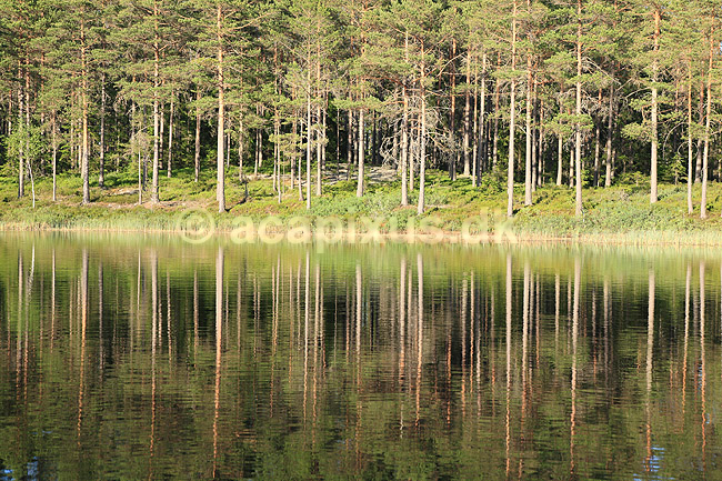 Skovs�. N�letr�er spejler sig i svensk skovs� p� H�kens�s; ; H�kens�s; Sverige; ; ; skove, s�er, reflektioner