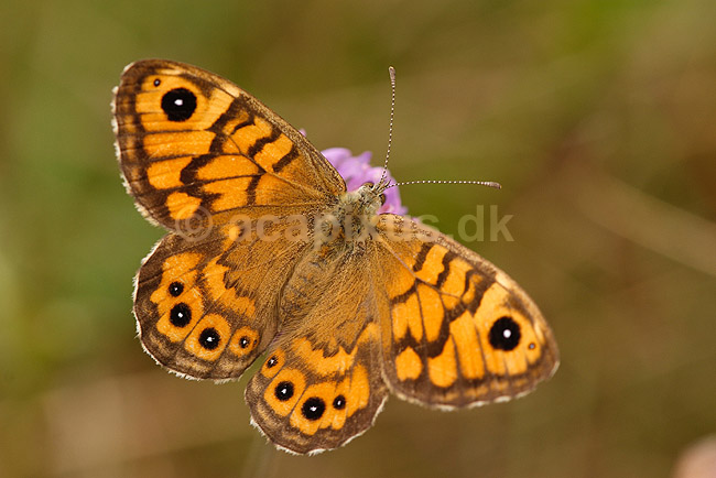 Vejrand�je. Vej rand�je, hun; Lasiommata megera; Klint; Danmark; ; insekter; Takvinge-familien, Takvinge, takvinger, Nymphalidae, Sommerfugle, sommerfugle, Lepidoptera