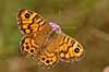 Vejrand�je. Vej rand�je, hun Lasiommata megera Klint Danmark  insekter Takvinge-familien, Takvinge, takvinger, Nymphalidae, Sommerfugle, sommerfugle, Lepidoptera