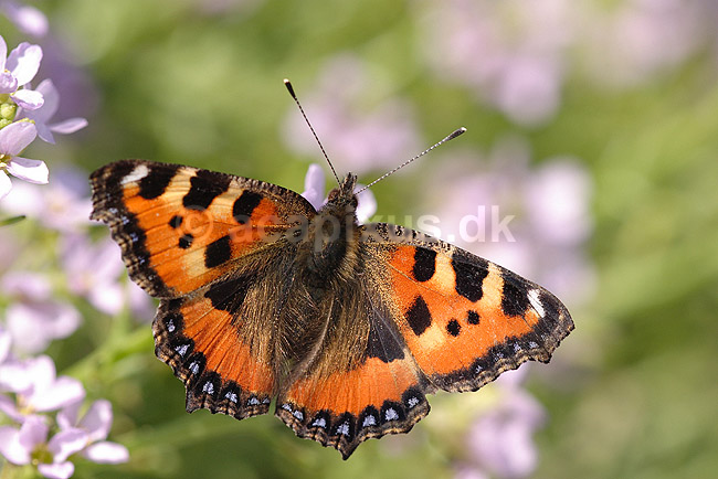 N�ldenstakvinge. N�ldens Takvinge; Aglais urticae; Klint; Danmark; ; insekter; Takvinge-familien, Takvinge, takvinger, Nymphalidae, Sommerfugle, sommerfugle, Lepidoptera