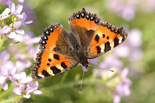N�ldenstakvinge. N�ldens Takvinge; Aglais urticae; Klint; Danmark; ; insekter; Takvinge-familien, Takvinge, takvinger, Nymphalidae, Sommerfugle, sommerfugle, Lepidoptera