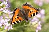N�ldenstakvinge. N�ldens Takvinge Aglais urticae Klint Danmark  insekter Takvinge-familien, Takvinge, takvinger, Nymphalidae, Sommerfugle, sommerfugle, Lepidoptera