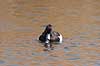 Troldand. Trold�nder under parring Aythya fuligula Utterslev Mose / Sj�lland   fugle Egentlige andefugle, Anatidae, Anseriformes, Trold �nder, toppand, dimma, reproduktion