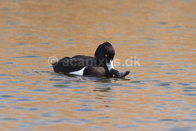 Troldand. Trold�nder under parring; Aythya fuligula; Utterslev Mose / Sj�lland; ; ; fugle; Egentlige andefugle, Anatidae, Anseriformes, Trold �nder, toppand, dimma, reproduktion