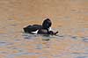 Troldand. Trold�nder under parring Aythya fuligula Utterslev Mose / Sj�lland   fugle Egentlige andefugle, Anatidae, Anseriformes, Trold �nder, toppand, dimma, reproduktion