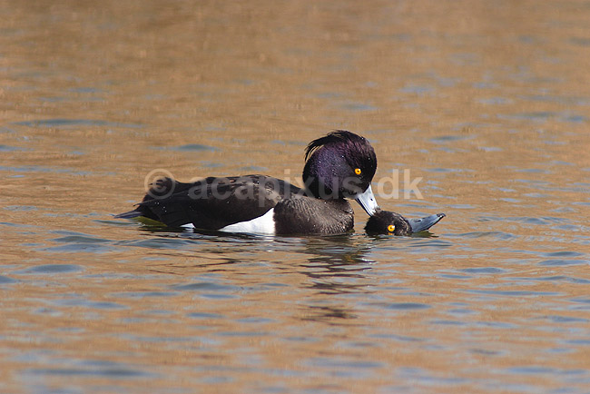 Troldand. Trold�nder under parring; Aythya fuligula; Utterslev Mose / Sj�lland; ; ; fugle; Egentlige andefugle, Anatidae, Anseriformes, Trold �nder, toppand, dimma, reproduktion