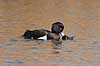 Troldand. Trold�nder under parring Aythya fuligula Utterslev Mose / Sj�lland   fugle Egentlige andefugle, Anatidae, Anseriformes, Trold �nder, toppand, dimma, reproduktion
