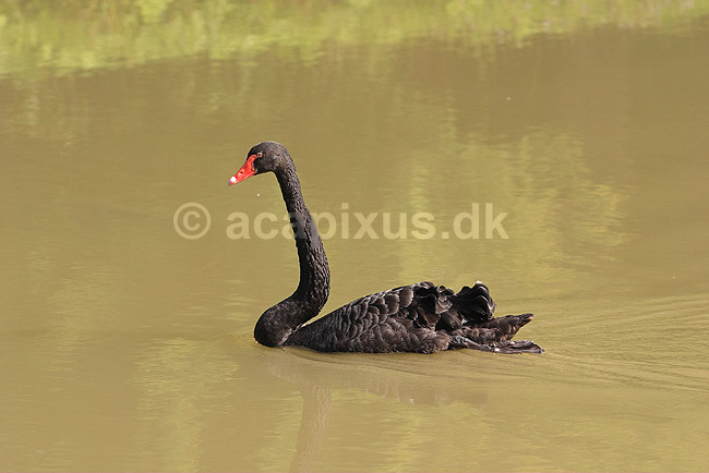 Sortsvane. Sort svane; Cygnus atratus; Knuthenborg Safari Park; ; ; fugle; Egentlige andefugle, Anatidae, Anseriformes, svaner