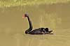 Sortsvane. Sort svane Cygnus atratus Knuthenborg Safari Park   fugle Egentlige andefugle, Anatidae, Anseriformes, svaner
