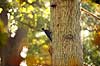 Sortsp�tte. Sort sp�tte s�ger efter larve p� tr�stamme Dryocopus martius Dyrehaven   fugle Sp�tter, Picidae, Sp�ttefugle, Piciformes