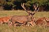 Kronhjort. Kronhjort med sit harem under brunst perioden Cervus elaphus J�gersborg Dyrehave / Sj�lland   pattedyr Hjorte, kronhjorte, Cervidae, Parrett�ede hovdyr, Artiodactyla, Krondyr, Red deer, kronvildt, krondyr, kronhjorte, brunst, hjort