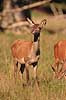 Kronhjort. Kronhjorte hind p� slette i Dyrehaven iagtager fotografen Cervus elaphus J�gersborg Dyrehave / Sj�lland   pattedyr Hjorte, kronhjorte, Cervidae, Parrett�ede hovdyr, Artiodactyla, Krondyr, Red deer, kronvildt, krondyr, kronhjorte, brunst, hjort