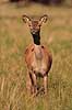 Kronhjort. Kronhjorte hind p� slette i Dyrehaven iagtager fotografen Cervus elaphus J�gersborg Dyrehave / Sj�lland   pattedyr Hjorte, kronhjorte, Cervidae, Parrett�ede hovdyr, Artiodactyla, Krondyr, Red deer, kronvildt, krondyr, kronhjorte, brunst, hjort