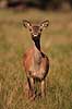 Kronhjort. Kronhjorte hind p� slette i Dyrehaven iagtager fotografen Cervus elaphus J�gersborg Dyrehave / Sj�lland   pattedyr Hjorte, kronhjorte, Cervidae, Parrett�ede hovdyr, Artiodactyla, Krondyr, Red deer, kronvildt, krondyr, kronhjorte, brunst, hjort