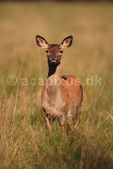 Kronhjort. Kronhjorte hind p� slette i Dyrehaven iagtager fotografen; Cervus elaphus; J�gersborg Dyrehave / Sj�lland; ; ; pattedyr; Hjorte, kronhjorte, Cervidae, Parrett�ede hovdyr, Artiodactyla, Krondyr, Red deer, kronvildt, krondyr, kronhjorte, brunst, hjort
