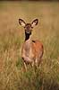 Kronhjort. Kronhjorte hind p� slette i Dyrehaven iagtager fotografen Cervus elaphus J�gersborg Dyrehave / Sj�lland   pattedyr Hjorte, kronhjorte, Cervidae, Parrett�ede hovdyr, Artiodactyla, Krondyr, Red deer, kronvildt, krondyr, kronhjorte, brunst, hjort