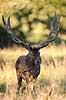 Kronhjort. Kronhjort under brunst perioden Cervus elaphus J�gersborg Dyrehave / Sj�lland   pattedyr Hjorte, kronhjorte, Cervidae, Parrett�ede hovdyr, Artiodactyla, Krondyr, Red deer, kronvildt, krondyr, kronhjorte, brunst, hjort