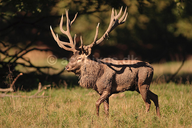 Kronhjort. Kronhjort under brunst perioden; Cervus elaphus; J�gersborg Dyrehave / Sj�lland; ; ; pattedyr; Hjorte, kronhjorte, Cervidae, Parrett�ede hovdyr, Artiodactyla, Krondyr, Red deer, kronvildt, krondyr, kronhjorte, brunst, hjort