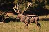 Kronhjort. Kronhjort under brunst perioden Cervus elaphus J�gersborg Dyrehave / Sj�lland   pattedyr Hjorte, kronhjorte, Cervidae, Parrett�ede hovdyr, Artiodactyla, Krondyr, Red deer, kronvildt, krondyr, kronhjorte, brunst, hjort