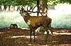 Kronhjort. Kronhjort under brunst perioden Cervus elaphus J�gersborg Dyrehave / Sj�lland   pattedyr Hjorte, kronhjorte, Cervidae, Parrett�ede hovdyr, Artiodactyla, Krondyr, Red deer, kronvildt, krondyr, kronhjorte, brunst, hjort