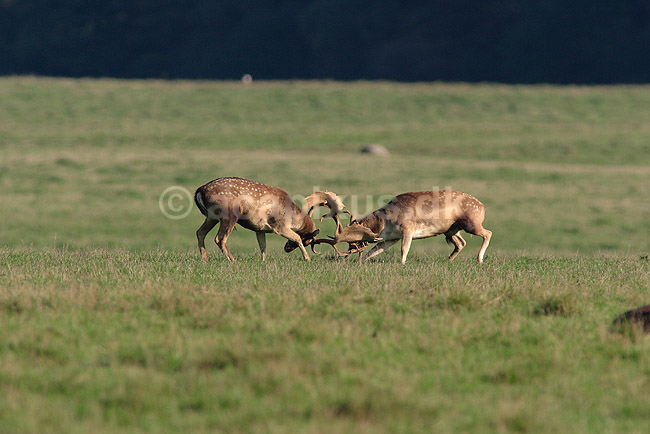 D�dyr. D�dyr p� brunstpladsen i Dyrehaven; Dama dama; J�gersborg Dyrehave / Sj�lland; ; ; pattedyr; Hjorte, Cervidae, Parrett�ede hovdyr, Artiodactyla, hjort, d�vildt, gevir, fuldskuffel, dr�vtygger, brunst, fallow deer, d�hjort, dovhjort