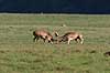 D�dyr. D�dyr p� brunstpladsen i Dyrehaven Dama dama J�gersborg Dyrehave / Sj�lland   pattedyr Hjorte, Cervidae, Parrett�ede hovdyr, Artiodactyla, hjort, d�vildt, gevir, fuldskuffel, dr�vtygger, brunst, fallow deer, d�hjort, dovhjort