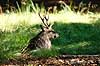 Sika. Sikahjort tager et hvil i skyggen i Dyrehaven Cervus nippon J�gersborg Dyrehave / Sj�lland   pattedyr Hjorte, Cervidae, Parrett�ede hovdyr, Artiodactyla, hjort