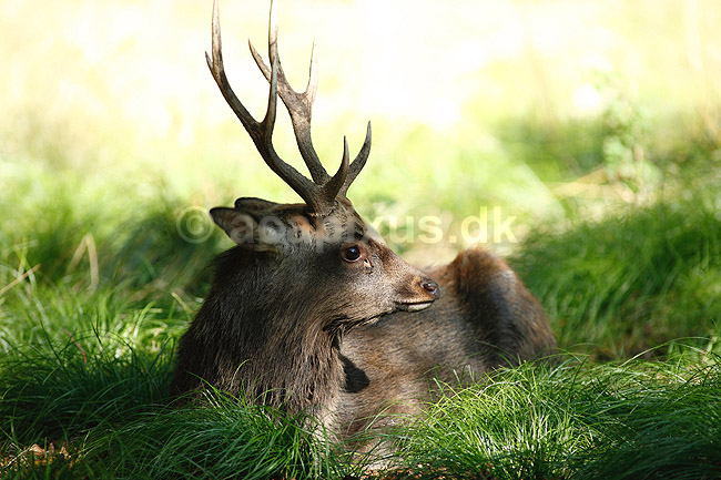 Sika. Sikahjort tager et hvil i skyggen i Dyrehaven; Cervus nippon; J�gersborg Dyrehave / Sj�lland; ; ; pattedyr; Hjorte, Cervidae, Parrett�ede hovdyr, Artiodactyla, hjort