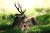 Sika. Sikahjort tager et hvil i skyggen i Dyrehaven Cervus nippon J�gersborg Dyrehave / Sj�lland   pattedyr Hjorte, Cervidae, Parrett�ede hovdyr, Artiodactyla, hjort