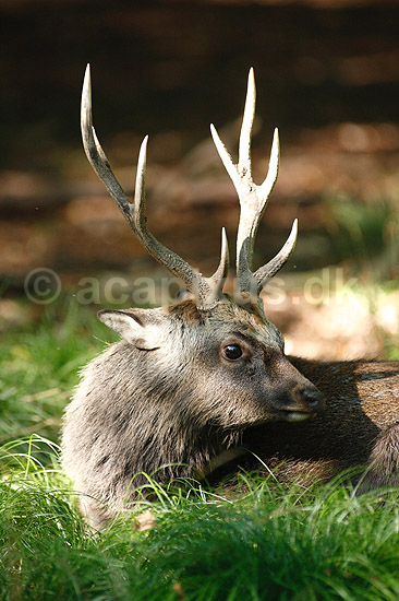 Sika. Sikahjort tager et hvil i skyggen i Dyrehaven; Cervus nippon; J�gersborg Dyrehave / Sj�lland; ; ; pattedyr; Hjorte, Cervidae, Parrett�ede hovdyr, Artiodactyla, hjort
