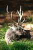 Sika. Sikahjort tager et hvil i skyggen i Dyrehaven Cervus nippon J�gersborg Dyrehave / Sj�lland   pattedyr Hjorte, Cervidae, Parrett�ede hovdyr, Artiodactyla, hjort