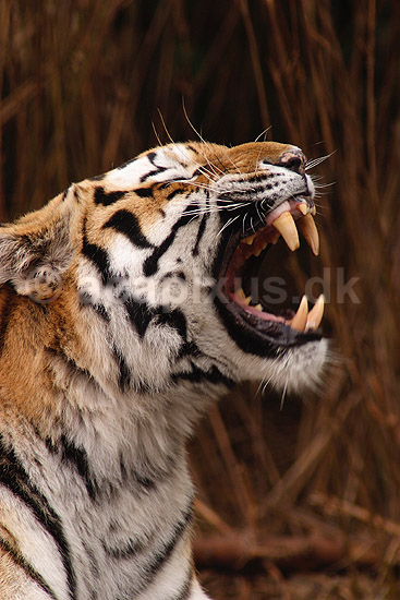 Tiger. Amur tiger, Sibirisk tiger; Panthera tigris altaica; Zoologiskhave K�benhavn; ; ; pattedyr; Katte, Felidae, Rovdyr, Carnivora, kattedyr, tigre