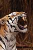 Tiger. Amur tiger, Sibirisk tiger Panthera tigris altaica Zoologiskhave K�benhavn   pattedyr Katte, Felidae, Rovdyr, Carnivora, kattedyr, tigre