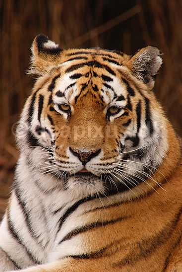 Tiger. Amur tiger, Sibirisk tiger; Panthera tigris altaica; Zoologiskhave K�benhavn; ; ; pattedyr; Katte, Felidae, Rovdyr, Carnivora, kattedyr, tigre