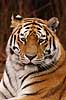 Tiger. Amur tiger, Sibirisk tiger Panthera tigris altaica Zoologiskhave K�benhavn   pattedyr Katte, Felidae, Rovdyr, Carnivora, kattedyr, tigre